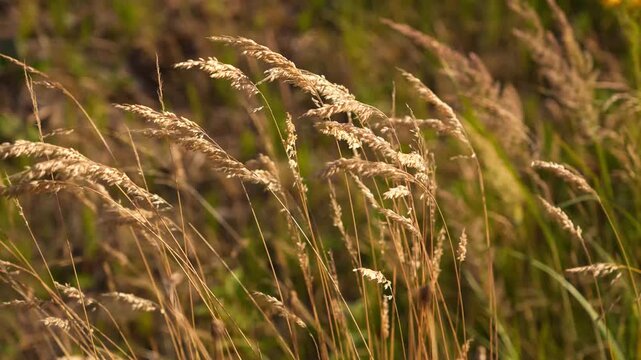 4K Dry Grass Field Swaying Gently Wind Golden Hour Sunlight Soft Breeze Natural Outdoor Meadow Broll