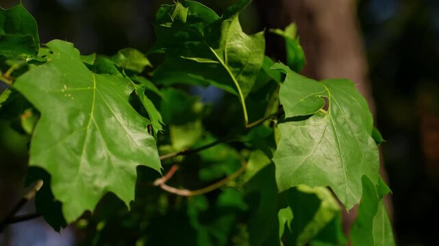 4K Green Oak Leaves Swaying Gentle Breeze Close-up Outdoor Nature Background Footage