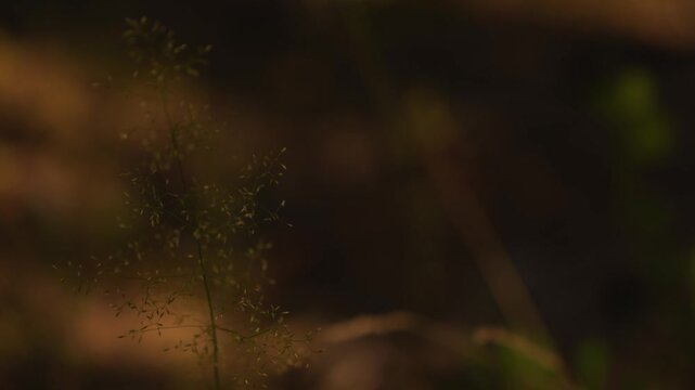 4K Grass Stalk Swaying Gently in Breeze Soft Focus Nature Background Calm Outdoors Movement