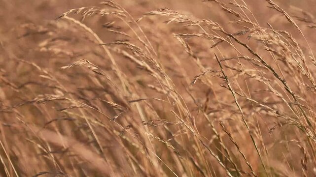 4K Dry Grass Stalks Swaying Wind Golden Hour Field Motion Peaceful Nature Background Loopable