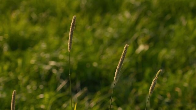 4K Close-up Grass Seed Heads Swaying in Gentle Wind Soft Green Bokeh Background Natural Motion