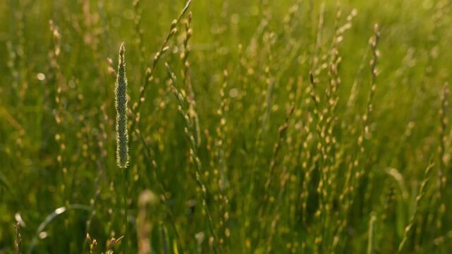 4K Golden Hour Meadow Grass Swaying in Gentle Breeze Wildflowers Blur Background Nature Movement