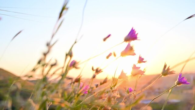 Small purple wildflowers blowing in the wind at golden sunset. Summer time.