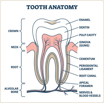 Educational diagram showing the anatomy of a human tooth with labels for enamel dentin pulp gums and roots Vector
