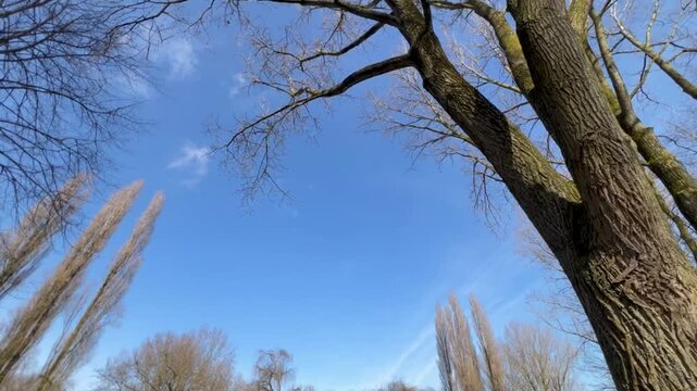 Low angle tilt up shot of willow and poplar trees near a pond moving toward branches against a clear blue spring sky