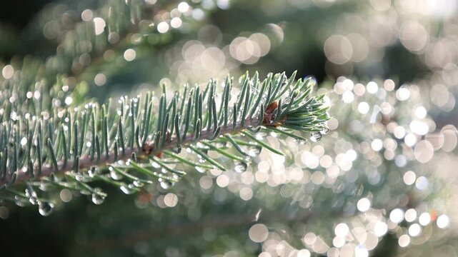 Glistening Water Droplets on Tree Branch, Post-Rain Sunlight - Seamless Loop