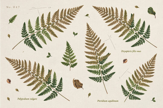 Botanical set featuring various fern leaves, polypodium vulgare, and pteridium aquilinum on a textured light beige paper background