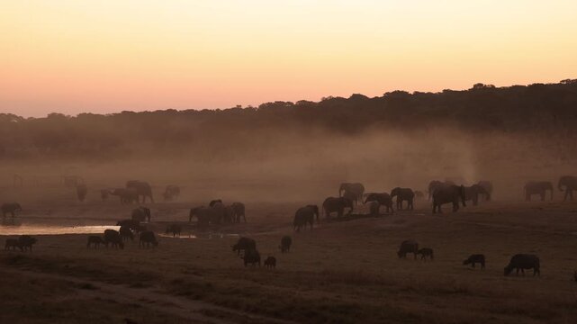 elephant massing at dusk,Zambezi National Park, Zimbabwe, Africa