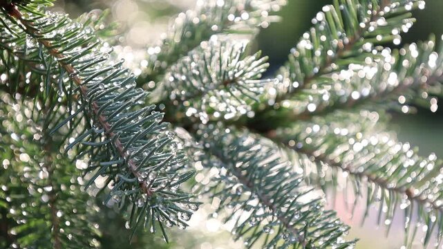 Glistening Water Droplets on Tree Branch, Post-Rain Sunlight - Seamless Loop