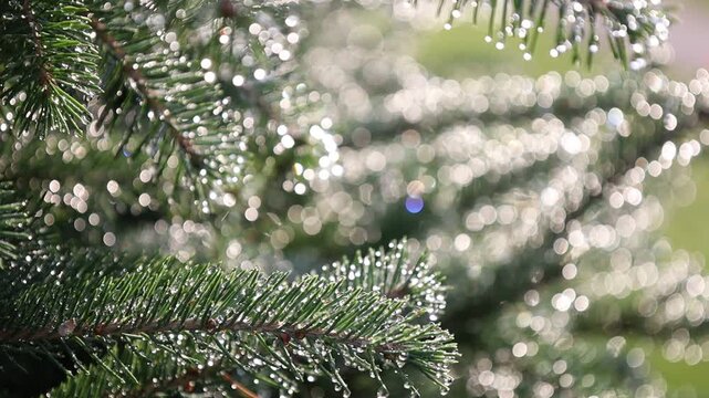 Glistening Water Droplets on Tree Branch, Post-Rain Sunlight - Seamless Loop