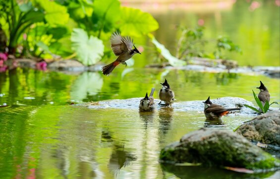 Red-whiskered bulbuls bathing in a lush garden pond