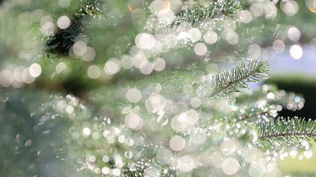 Glistening Water Droplets on Tree Branch, Post-Rain Sunlight - Seamless Loop