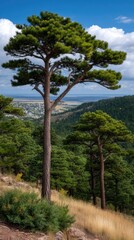 Fototapeta premium Mature tree with light trunk and dense green leaves on incline beside dry grass and bushes under blue sky and clouds