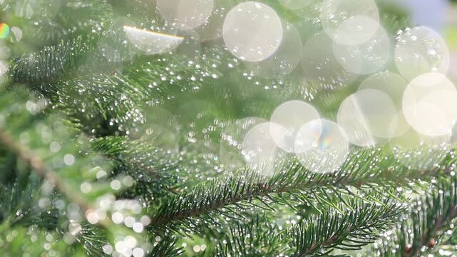 Glistening Water Droplets on Tree Branch, Post-Rain Sunlight - Seamless Loop