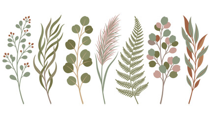 Decorative botanical collection with eucalyptus and fern leaves. © SHUVO