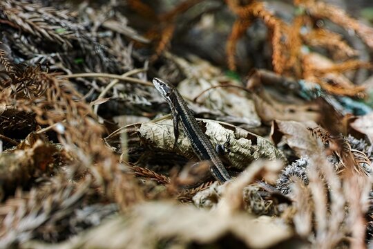Small lizard in dry leaf litter on forest floor