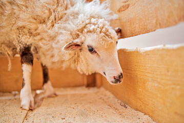 Cute fluffy white sheep resting in a wooden pen at a farm or petting zoo, looking directly at the camera. © shymar27