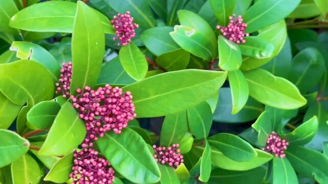 Horizontal panning shot of a green Skimmia japonica shrub with pink buds transitioning to small unfolding white flowers