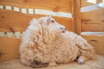 Cute fluffy white sheep resting in a wooden pen at a farm or petting zoo, looking directly at the camera. © shymar27