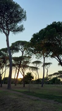 Tall umbrella pines in Villa Doria Pamphilj Park, Rome, Italy. Panoramic vertical frame shot, from left to right. The evening light of the golden hour. A picturesque place of a public park with natura