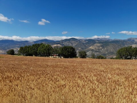 Golden wheat field in Koyulhisar Sivas with scenic mountains and bright blue sky on a sunny summer day.