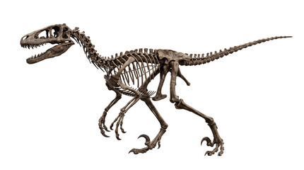 Naklejka premium Velociraptor dinosaur skeleton isolated on transparent background, realistic prehistoric predator fossil reconstruction for paleontology, museum collections and science education