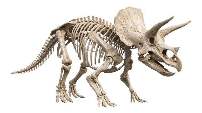 Realistic Triceratops dinosaur skeleton isolated on transparent background, scientifically accurate prehistoric fossil reconstruction for museums, paleontology and education