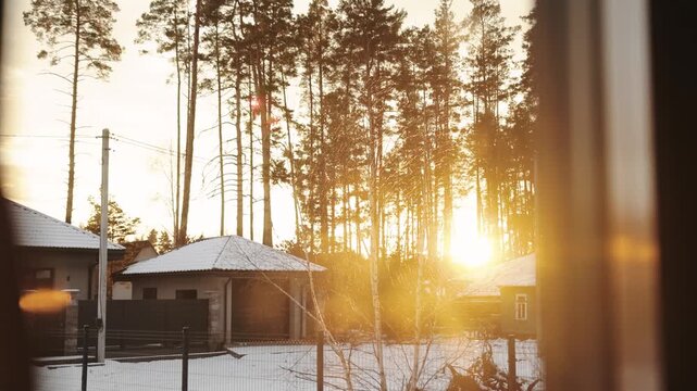 Sunlight filters through pine trees outside a house window on a peaceful winter morning.