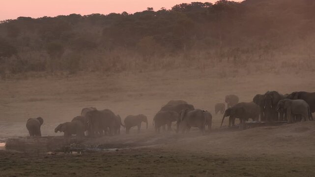 elephant massing at dusk,Zambezi National Park, Zimbabwe, Africa