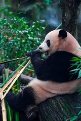 Giant panda eating bamboo in a forest habitat © DoThi