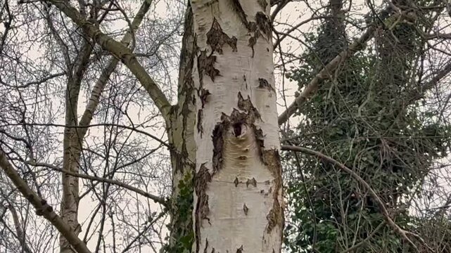 textured Pinus sylvestris trunk transitioning to bare Betula pendula branches against a cloudy sky