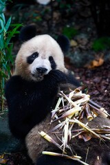 Giant panda eating bamboo while resting in natural habitat © DoThi