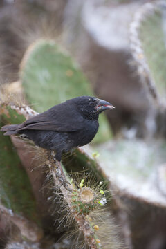 Darwin's finch on Galapagos Islands