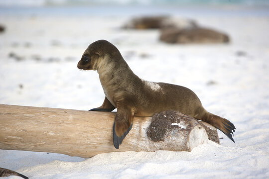 Galapagos sea lion pup playing on a log on a beach in the Galapagos Islands
