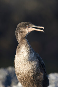 Flightless cormorant on the Galagos Islands