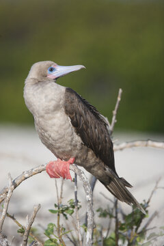 Red-footed booby on the Galapagos Islands