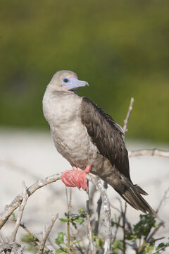 Red-footed booby on the Galapagos Islands