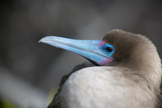 Red-footed booby on the Galapagos Islands