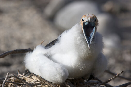 Young Frigatebird squawking on the Galapagos Islands
