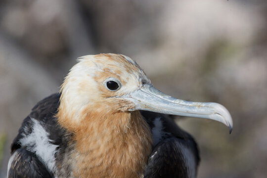 Juvenile Frigatebird in the Galapagos Islands
