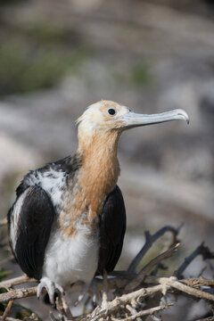 Juvenile Frigatebird in the Galapagos Islands