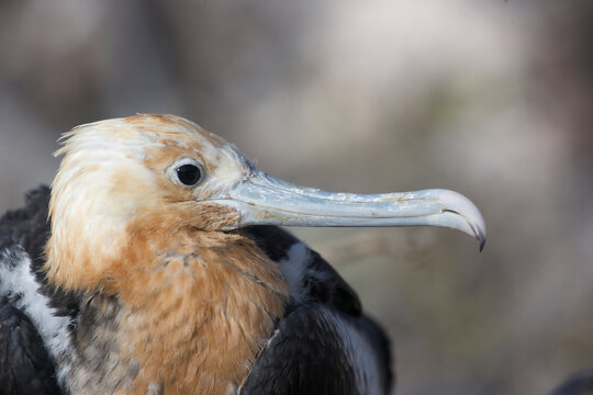 Juvenile Frigatebird in the Galapagos Islands