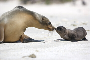 Naklejka premium Sea lion mother and pup on a beach in the Galapagos Islands