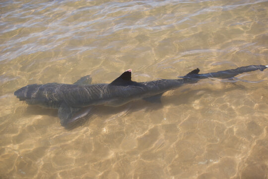 Galapagos shark along the beach in the Galapagos Islands
