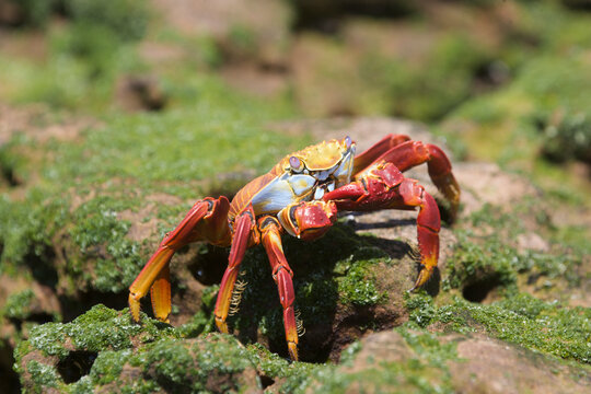 Sally Lightfoot crab on the shore in the Galapagos Islands