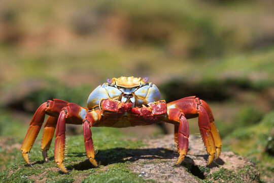 Sally Lightfoot crab on the shore in the Galapagos Islands