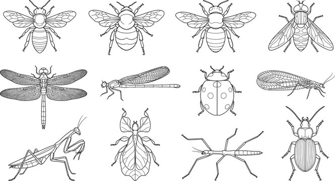 Insect Line Art Vector Collection with Bees, Dragonflies, Beetles and Beneficial Garden Insects