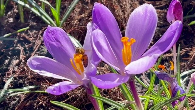 Macro shot of a honey bee Apis mellifera collecting pollen and flying between violet Crocus vernus flowers