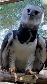 Majestic Harpy Eagle turning its head and calling out, close-up shot