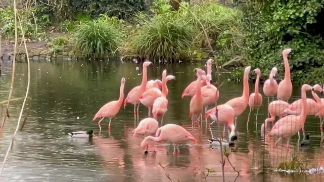flock of Phoenicopterus chilensis Chilean flamingos resting and wading in a pond water